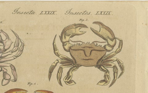 Original Antique Print of Eight Exotic Crabs by Bertuch, c.1820, close-up 5