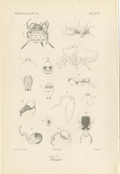 Antique Scientific Plates of Leeches, Worms, Spiders & Microscopic Anatomy, 1887, view 4