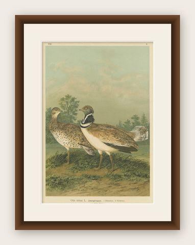 Little Bustards in 19th Century Landscape, Antique Ornithology Bird Print, shown framed