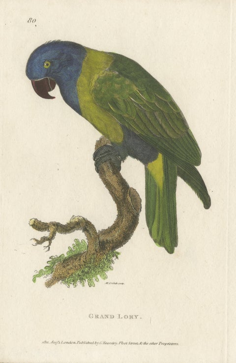 Hand Colored Antique Bird Print of a Lory Parrot, view 3