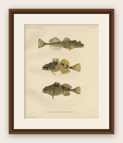 Fourhorn Sculpin and Long-Spined Bullhead - Intricate Scandinavian Fish Litho, shown framed