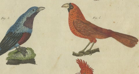 Vibrant 1805 Handcolored Engraving of Tropical Birds from Bertuch's Bilderbuch, close-up 2