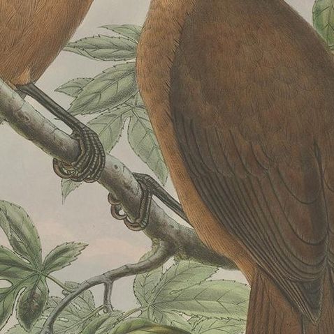 Antique Bird Print of the White-Billed Wood-Shrike by Gould, C.1880, close-up 2
