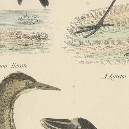 Old Bird Print of the Common Heron, Great Egret, Bittern and Boat Bill, ca.1860, close-up 2