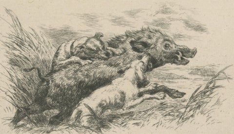 Dogs Attacking a Wild Boar, Dramatic Sporting Etching by J.F. Tayler, 1872, close-up 2