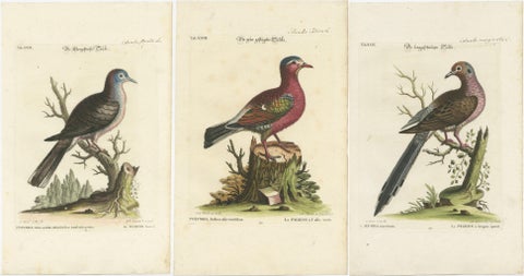 Exotic Pigeons: Hand-Colored Engravings from the Seligmann Edition, c.1770, view 2