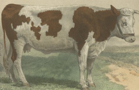 Norman Cow, Antique French Cattle Print after Melin, 1873, view 3