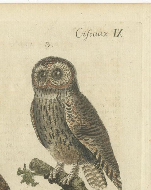 European Owls, Antique Hand-Colored Bird Engraving, Vogel IX, c.1800, view 11