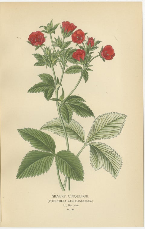 Botanical Prints: General Jacqueminot Rose, Silvery Cinquefoil & Scarlet Avens, view 3