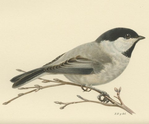 Decorative Original Antique Bird Print of The Willow Tit, 1927, close-up 1