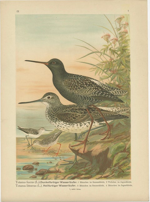 Spotted Redshank and Greenshank, Antique Shorebird Lithograph c.1895, close-up 6