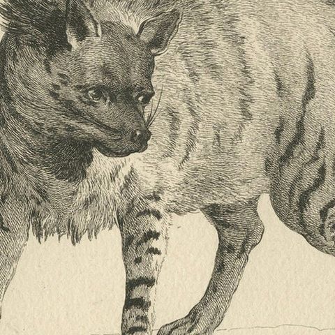 The Majestic Eurasian Lynx: A Detailed Etching - circa 1740, close-up 5