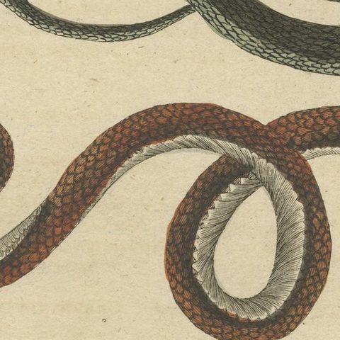 Antique Print of Various Snakes, 'c.1800', close-up 2