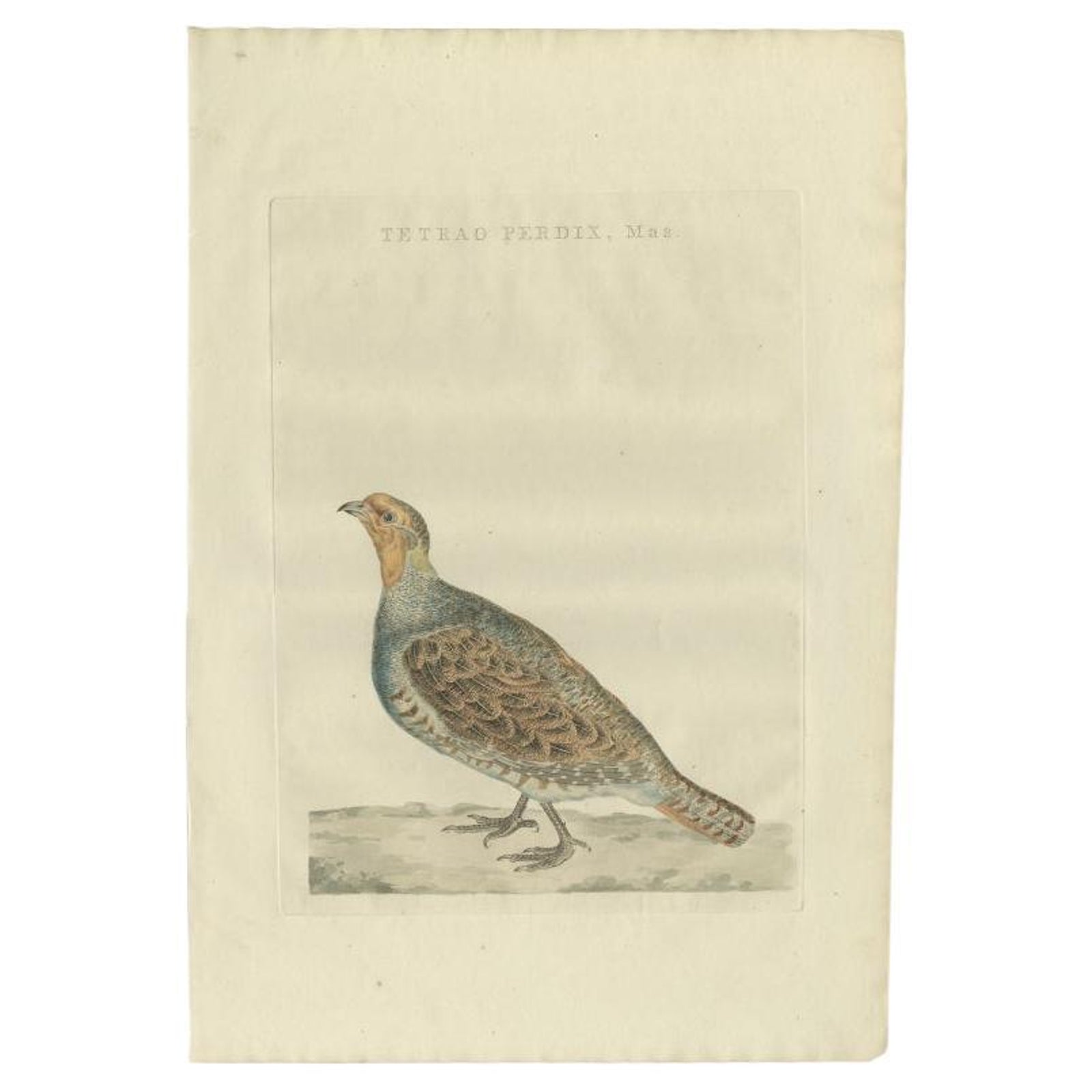 Antique Bird Print of a Male Grey Partridge by Sepp & Nozeman, 1789
