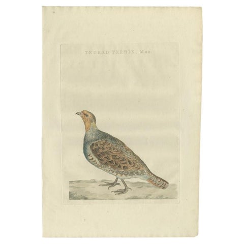 Antique Bird Print of a Male Grey Partridge by Sepp & Nozeman, 1789
