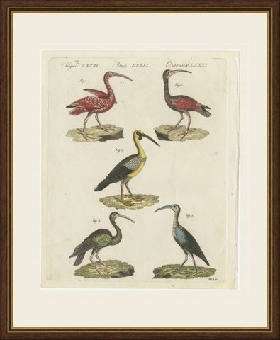 Scarlet Ibis and Other Ibises, Antique Bertuch Print, Vienna, circa 1812, shown framed