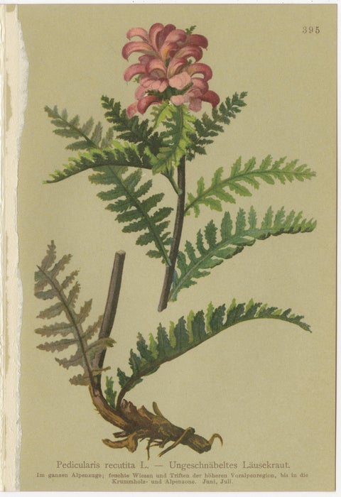 Antique Pedicularis Botanical Chromolithographs, Set of 3, Germany 1897, view 2