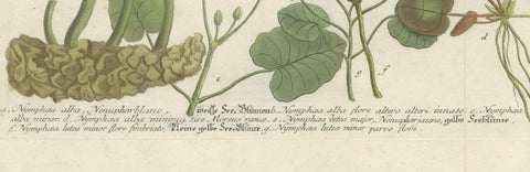 Aquatic Elegance: Water Lilies and Pond Plants in 18th Century Engraving, 1748, close-up 1