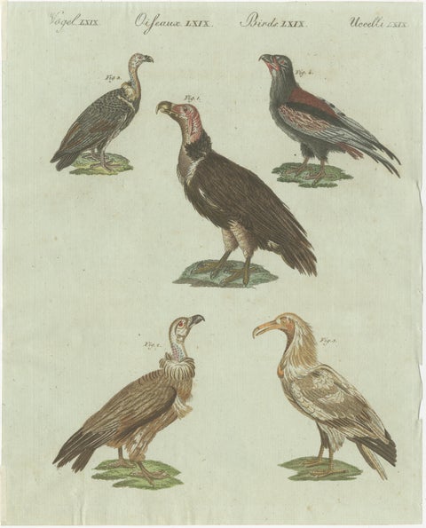 Original Antique Bird Print of African and Asian Vultures, c.1800, view 2