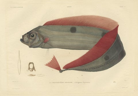 Rare Handcolored Fish Print of the Trachipterus trachypterus, a Ribbonfish, 1842, close-up 1