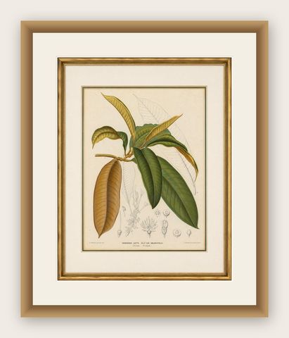 Antique Botanical Lithograph, Isonandra Gutta Percha Plant, de Vriese, 1856, shown framed