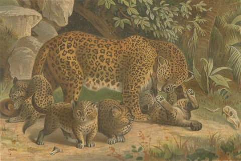 Leopards, Antique Big Cat Print, Victorian Natural History, 1894, close-up 1
