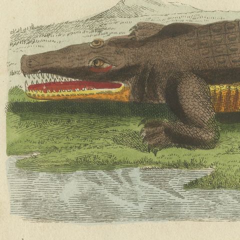 Crocodiles with an Egyptian Pyramid, Antique Bertuch Print, Vienna, circa 1805, close-up 6