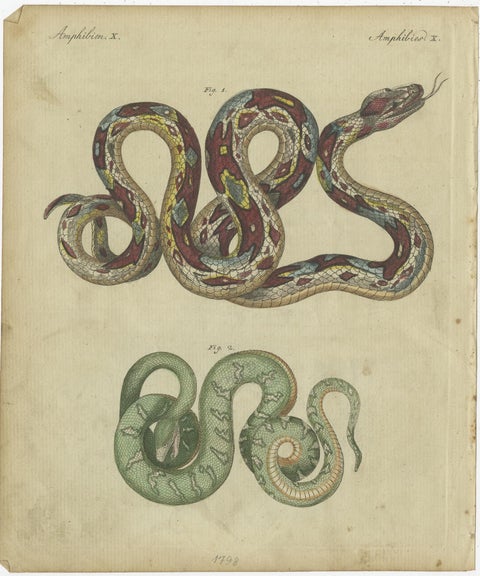 Set of 2 Antique Prints of Various Snakes by Bertuch, circa 1800, view 3