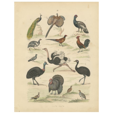 Game Birds & Flightless Birds Print: Peacock, Ostrich, Cassowary, Antique 1867
