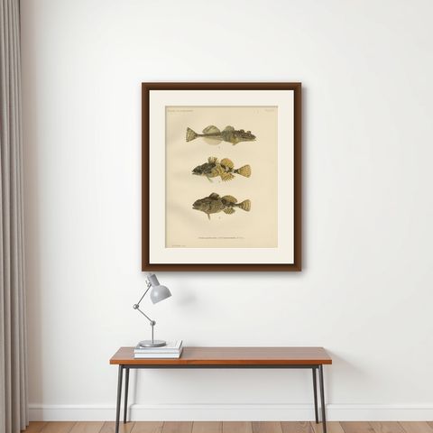 Fourhorn Sculpin and Long-Spined Bullhead - Intricate Scandinavian Fish Litho, shown framed on a wall