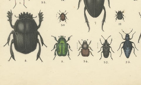 Beetles Print: Stag Beetle, Scarab, Longhorn & Jewel Beetles, Antique 1867, close-up 2