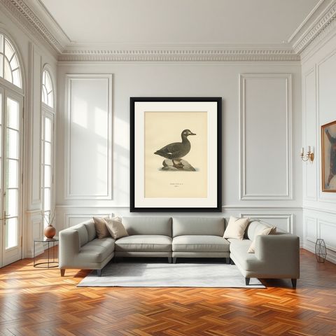 Antique Bird Print of the Velvet Scoter by Von Wright '1929', shown framed in a room