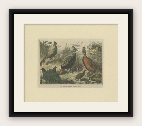 Antique Bird Print of the Himalayan Monal, '1879', shown framed