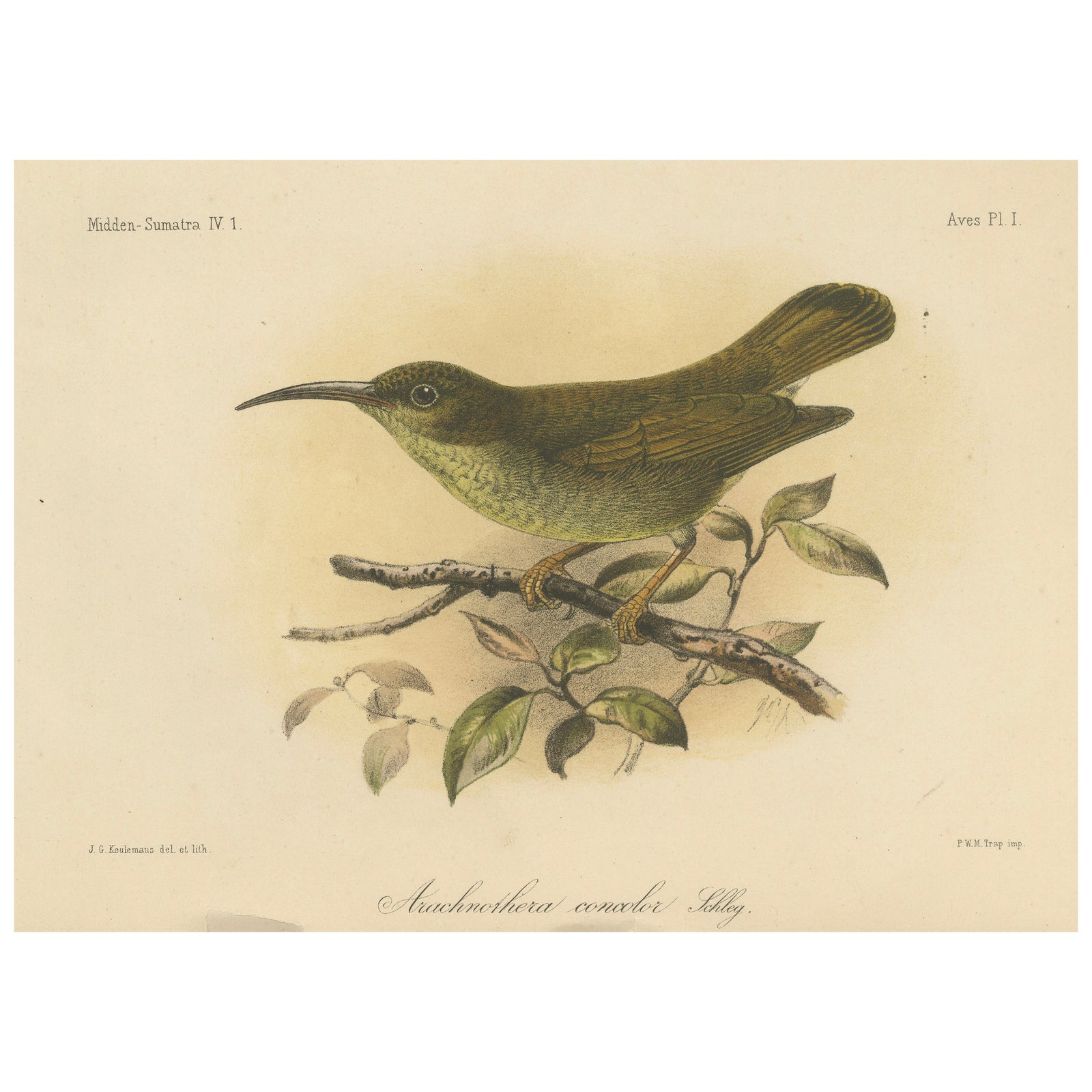 Antique Lithograph of Plain-coloured Spiderhunter by Keulemans, Sumatra c.1887