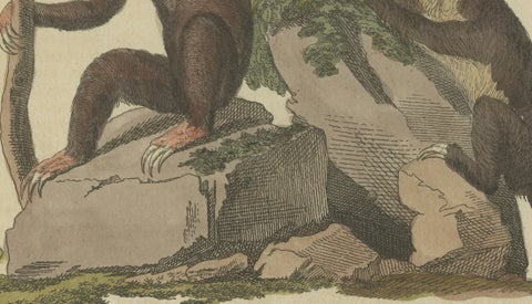 Antique Monkeys & South American Anteaters Engraving, Bertuch, c.1800, close-up 3