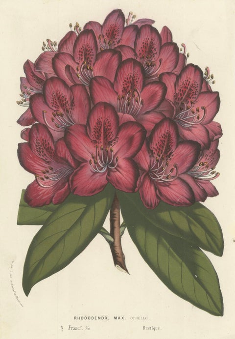 Othello Rhododendron Botanical Illustration by Louis van Houtte, 19th Century, close-up 4