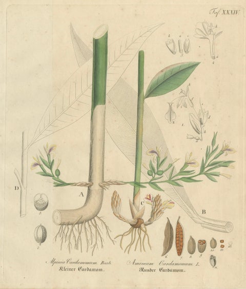 Antique Cardamom Botanical Print, Elettaria & Amomum Species, c.1831, close-up 1
