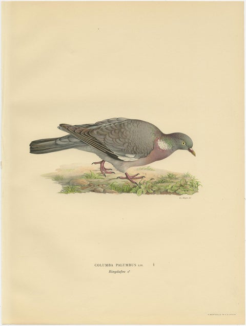 Antique Bird Print of the Common Wood Pigeon by Von Wright, 1929, view 3