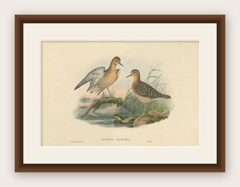Antique Bird Print of the Buff-Breasted Sandpipe by J. Gould, circa 1870, shown framed