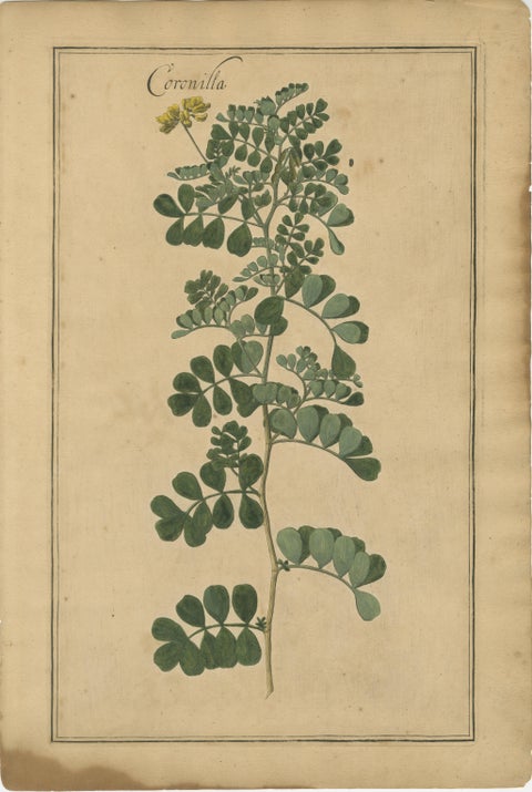 Decorative Antique Botanicals, Cracca, Genista & Coronilla, Leipzig 1690s, view 4