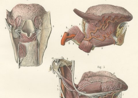 Vessels and Nerves of the Tongue, Antique Hirschfeld Anatomy Print, 1866, view 3