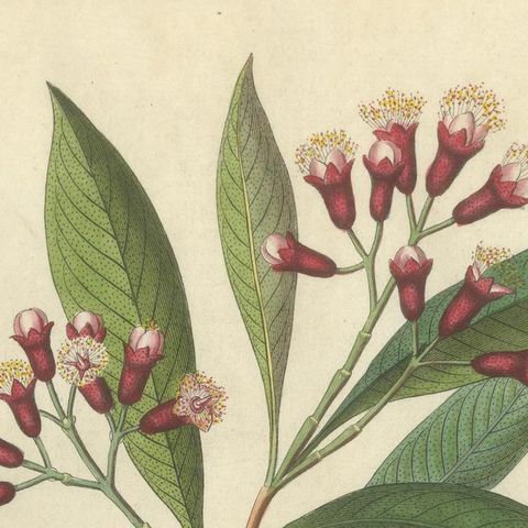 Antique Clove Botanical Print, Caryophyllus Aromaticus, Hand Colored, c.1831, close-up 4