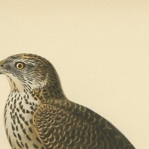 Antique Bird Print of the Goshawk by Von Wright, 1929, close-up 1