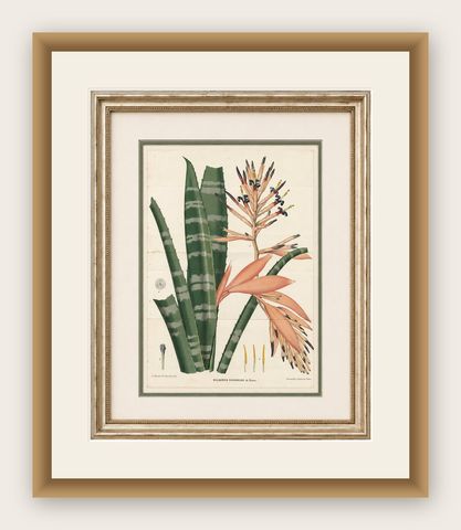 Antique Botanical Lithograph, Rohan’s Billbergia, de Vriese, 1856, shown framed