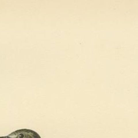 Nice Antique Bird Print of the Water Pipit, 1927, close-up 1
