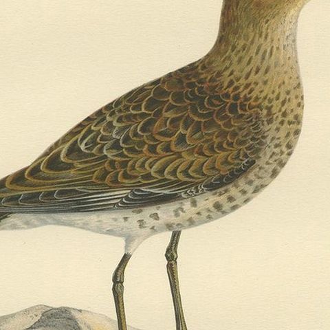 Antique Bird Print of the Wader 'Winter' by Von Wright, 1929, close-up 2