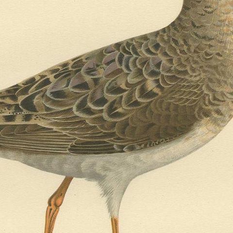 Philomachus Pugnax Antique Bird Print, 1929, Detailed Ornithology Art of a Ruff, close-up 2