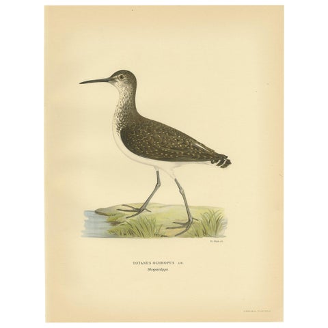 Antique Bird Print of the Green Sandpipe by Von Wright, 1929