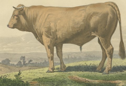 Comtois Bull, Antique French Cattle Breed Print, 1873, view 3