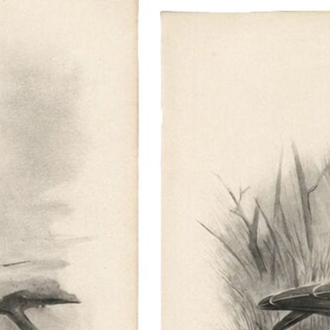 Antique Honey Buzzard Bird Prints by Lilian M. Medland, Set of Two, 1908, close-up 5